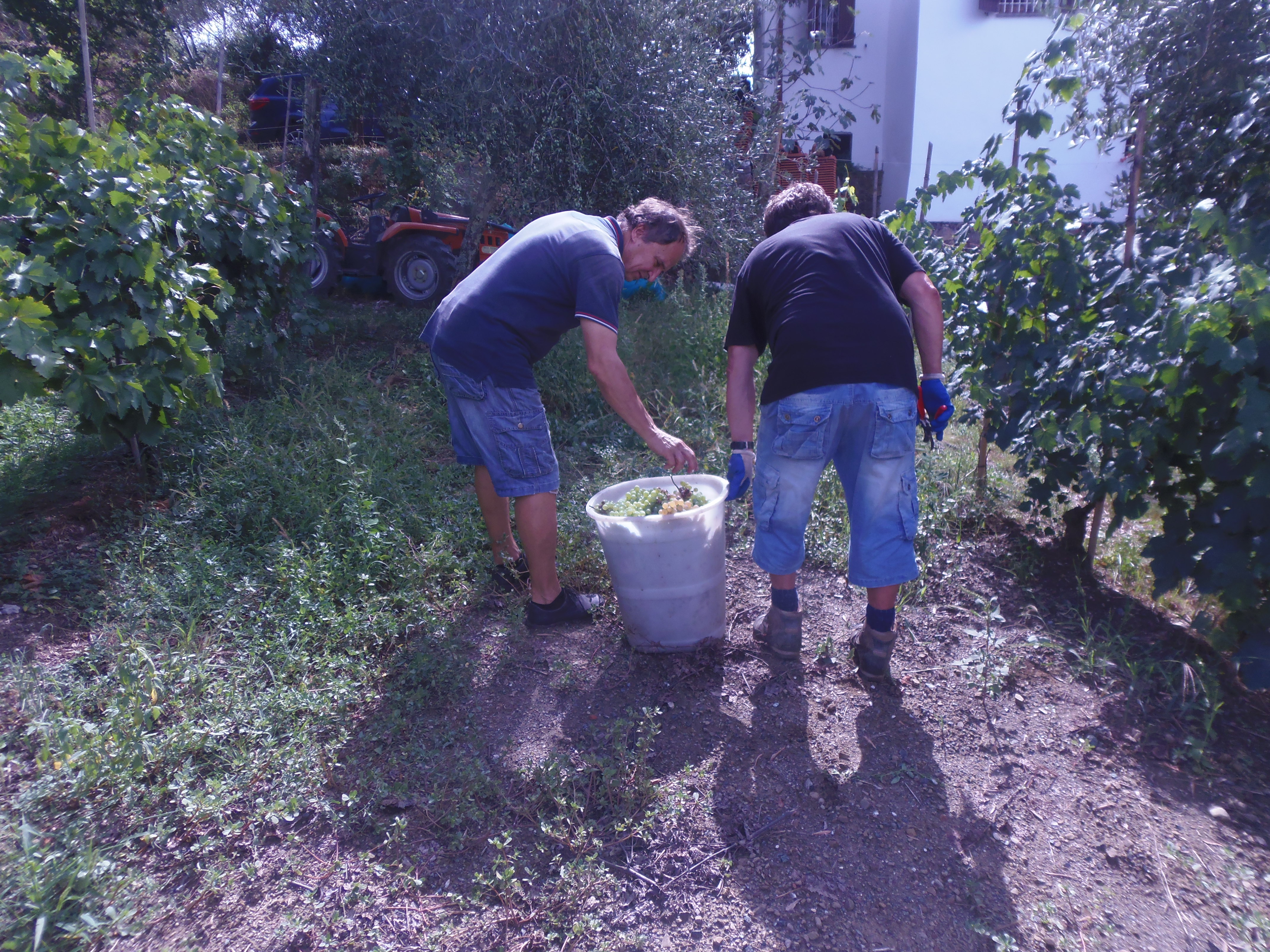 Vendemmia tra i filari appartamento vacanze Il Grottino di Sarzana