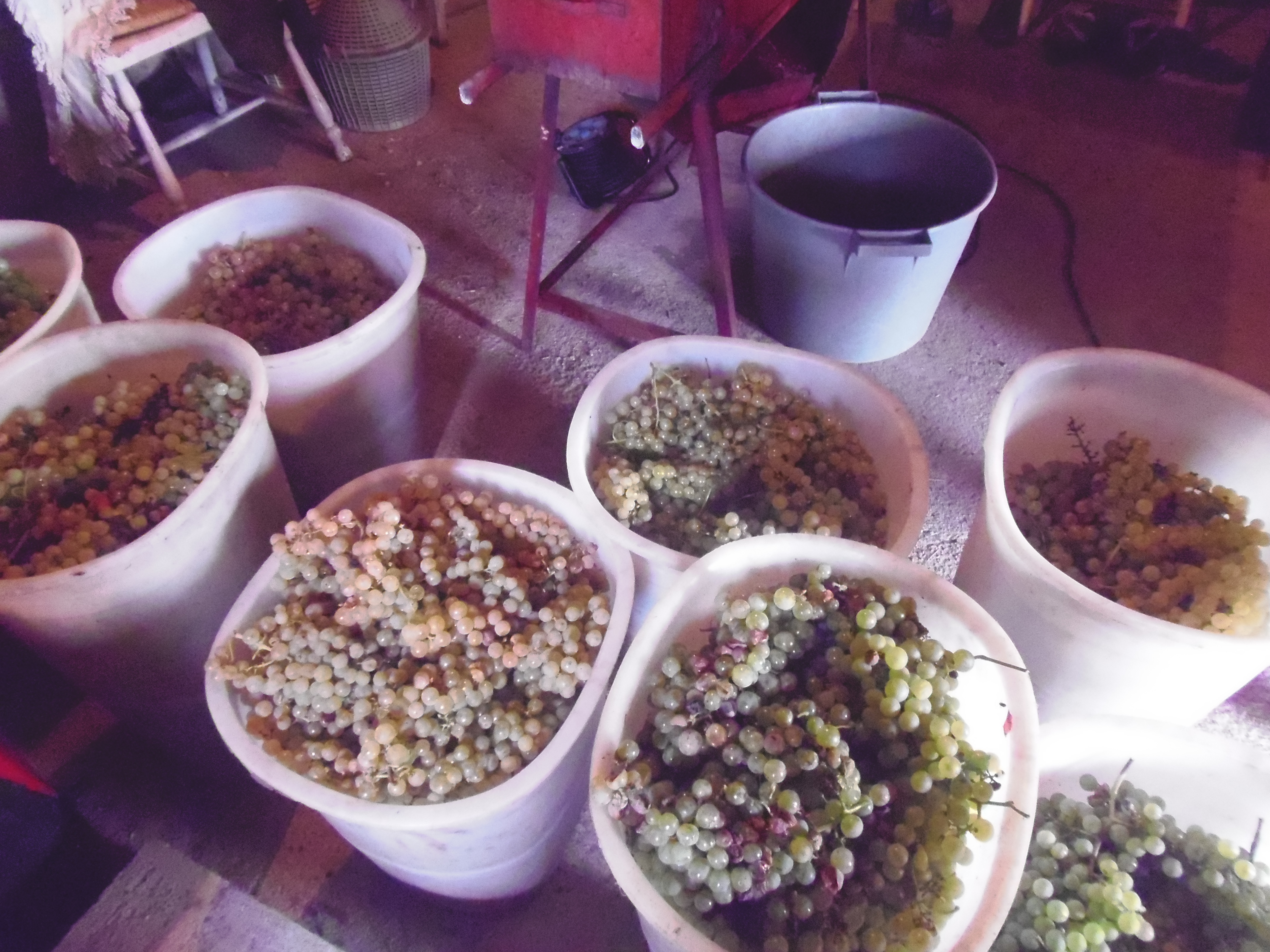 Uva raccolta nei tini appartamento vacanze Il Grottino di Sarzana